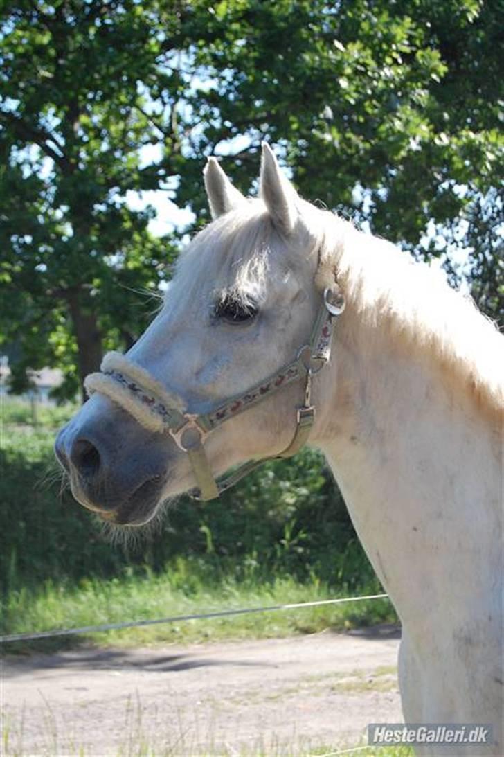 Connemara O'Connor billede 1