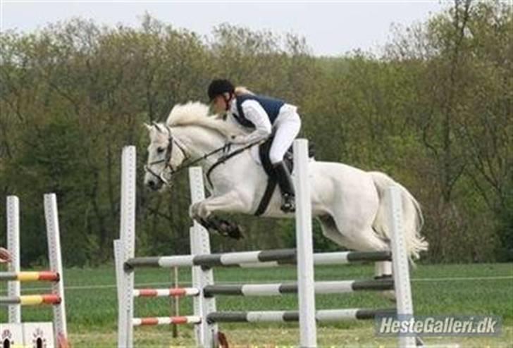 Connemara O'Connor - 100 cm./La, med gamle ejer. billede 8