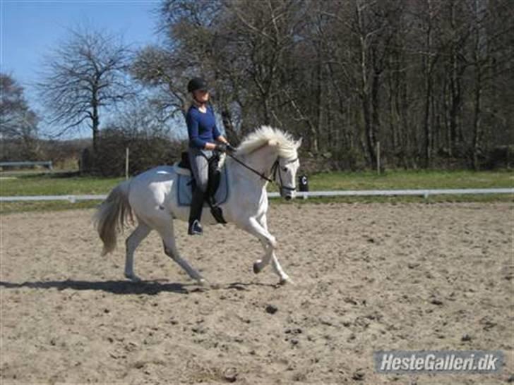 Connemara O'Connor - Med gamle ejer. billede 9