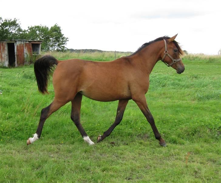 Arabisk fuldblod (OX) E`xtravaganza *SOLGT* billede 17