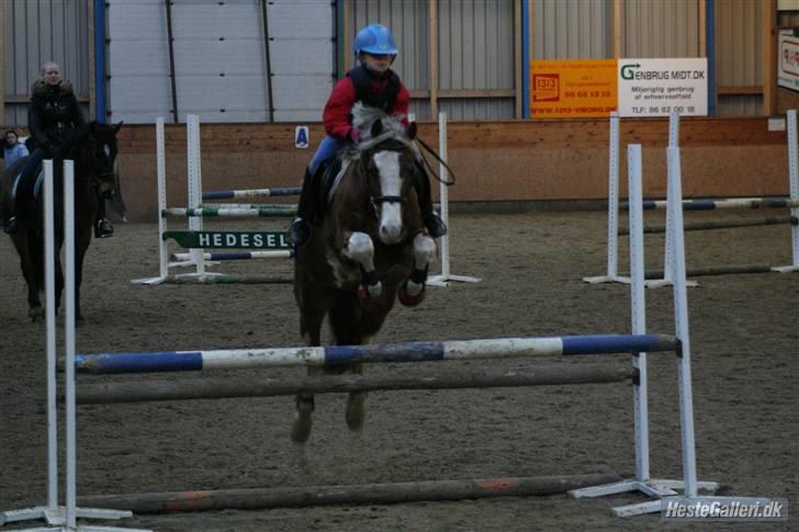 Welsh Cob (sec D) Sir Ginger Web - Træning primo Marts 2010 billede 12