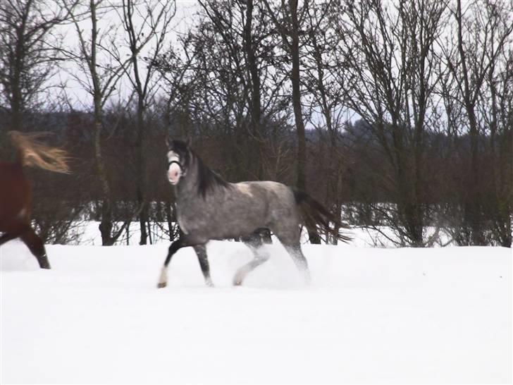 Welsh Pony (sec B) Bjerregårds Ivanhoe - 2 år billede 13