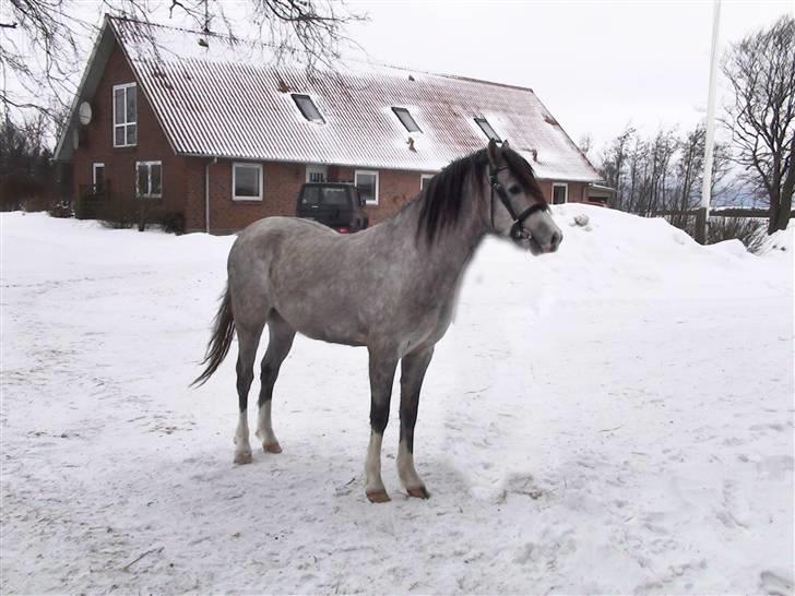 Welsh Pony (sec B) Bjerregårds Ivanhoe billede 14