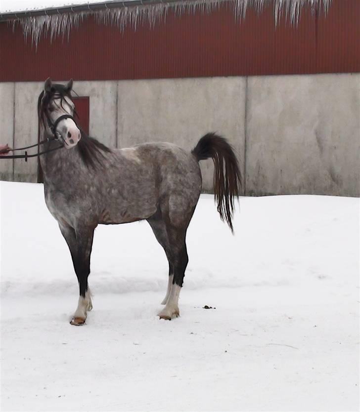 Welsh Pony (sec B) Bjerregårds Ivanhoe billede 15