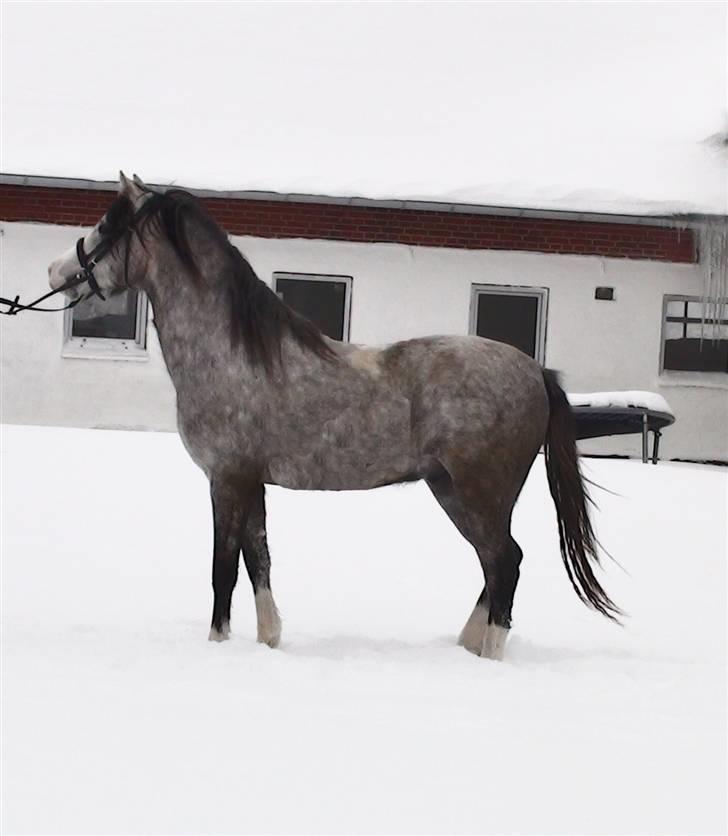 Welsh Pony (sec B) Bjerregårds Ivanhoe billede 17