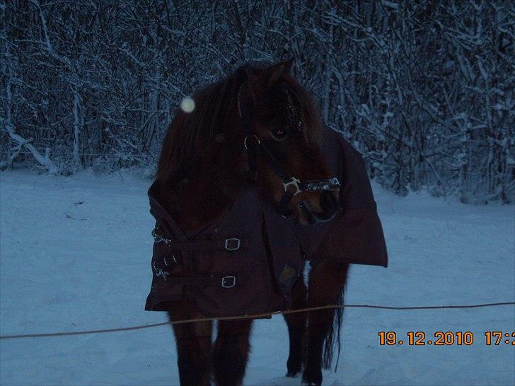 Anden særlig race Rosa R.I.P.<333Miss you † - (18) 
fordi det var den sidste vinter vi delte med dig:'/ R.I.P. dejlige tøs! hils der oppe! du har fuld ført dit liv på max nevou (staves)
Foto: Mig billede 18