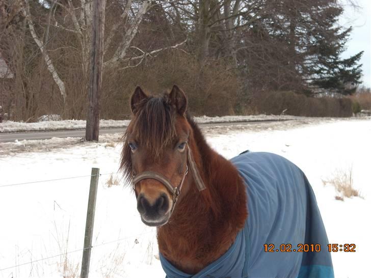 Anden særlig race Rosa R.I.P.<333Miss you † - (19)
glæden i dine øjne bringer de gode minder tilbage!:')
Foto: Mig billede 19