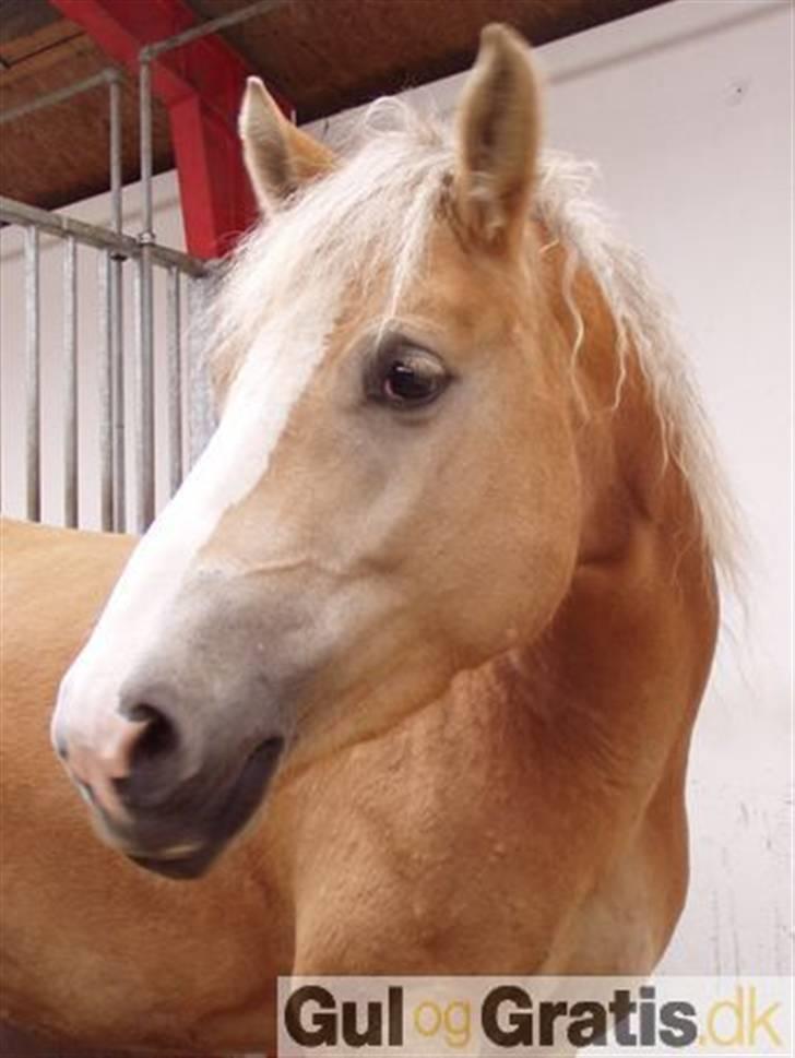 Haflinger Lawine billede 4