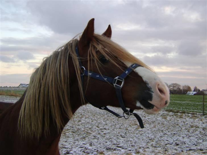 Welsh Cob (sec D) Khesjans Kandi Man billede 11