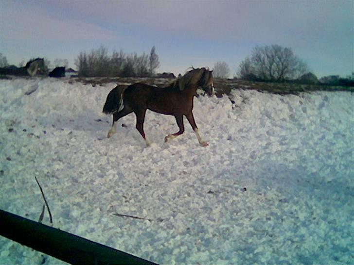 Welsh Cob (sec D) Khesjans Kandi Man billede 12