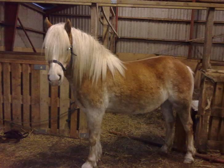 Haflinger Biggi billede 1