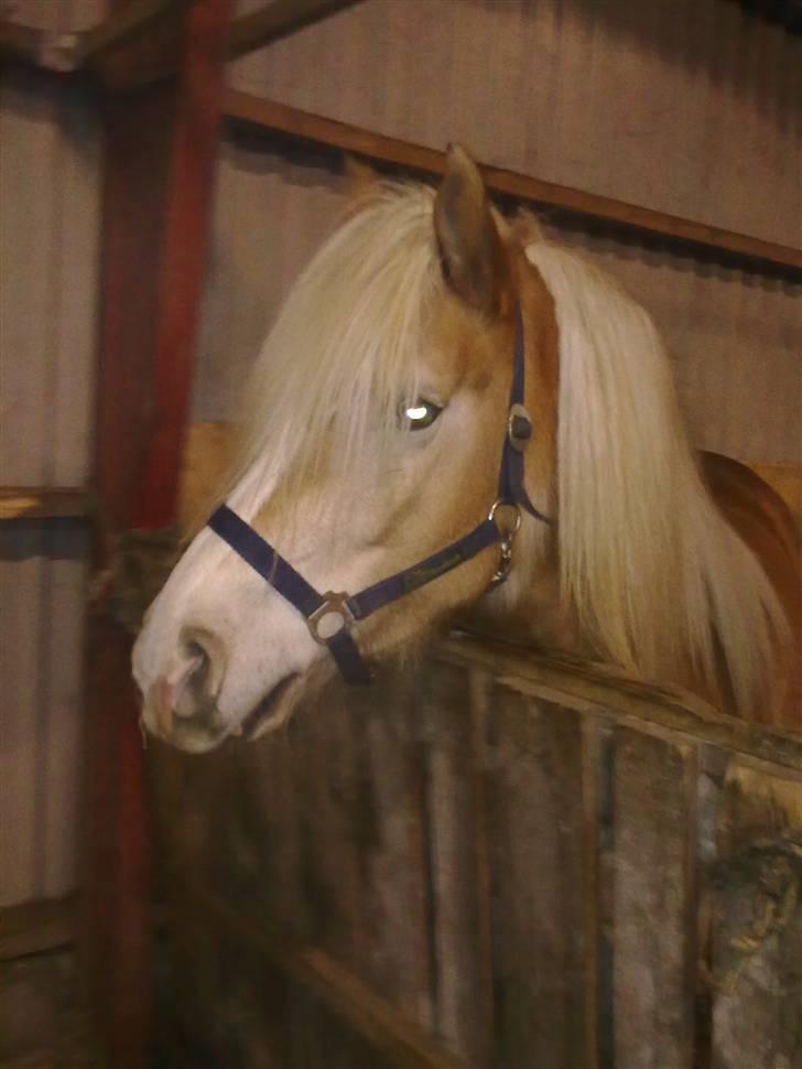 Haflinger Biggi billede 2