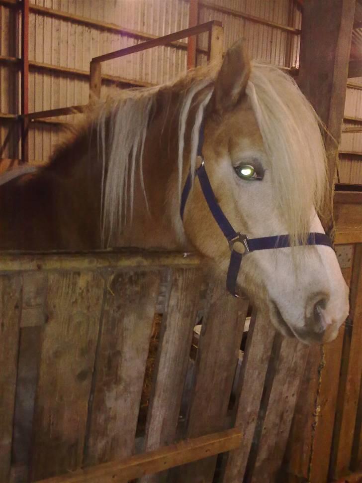 Haflinger Biggi billede 3