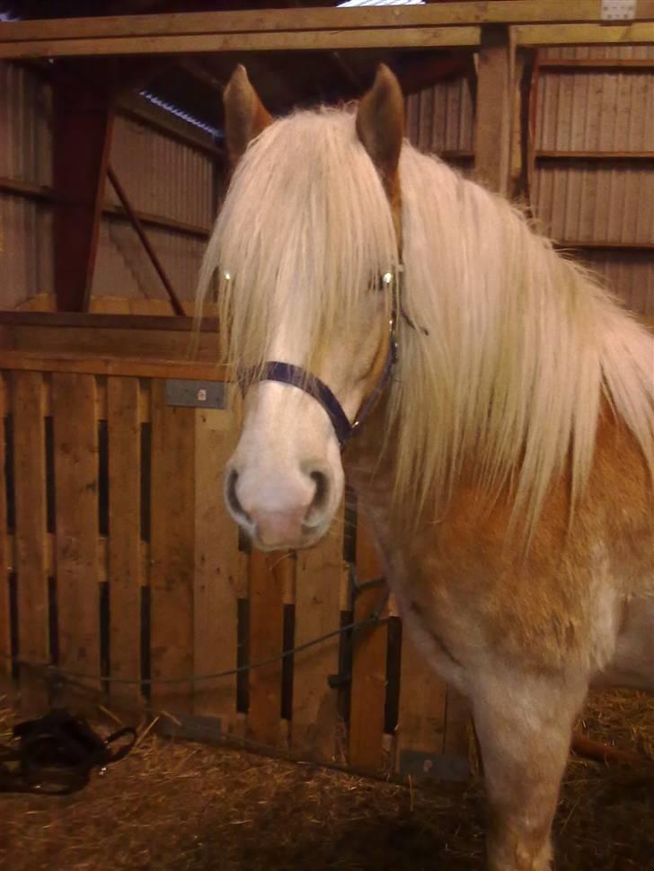 Haflinger Biggi billede 4