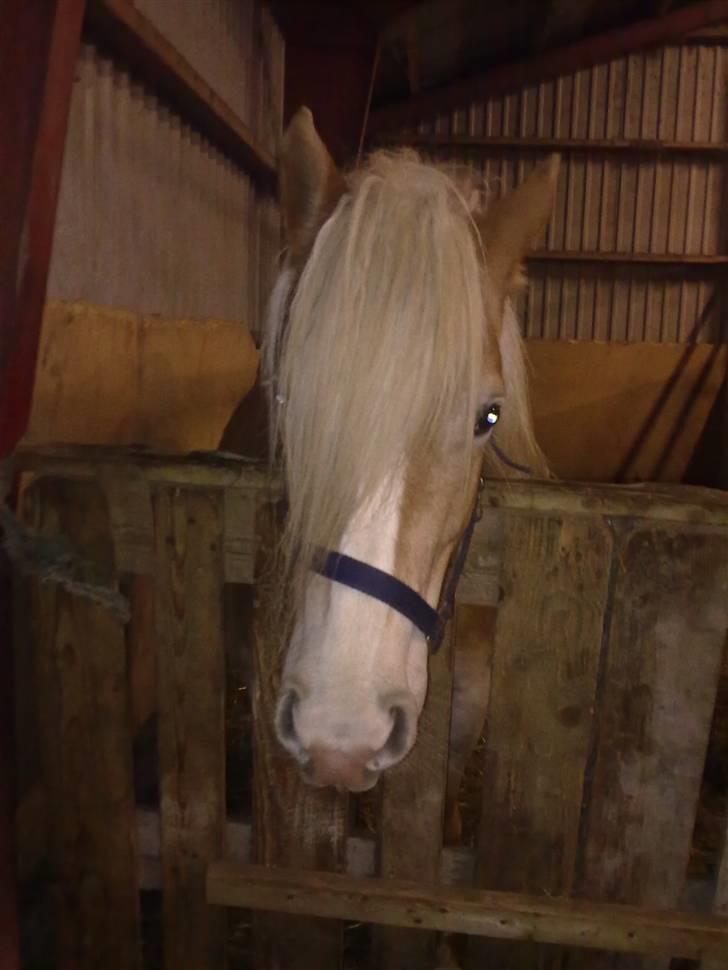 Haflinger Biggi billede 5