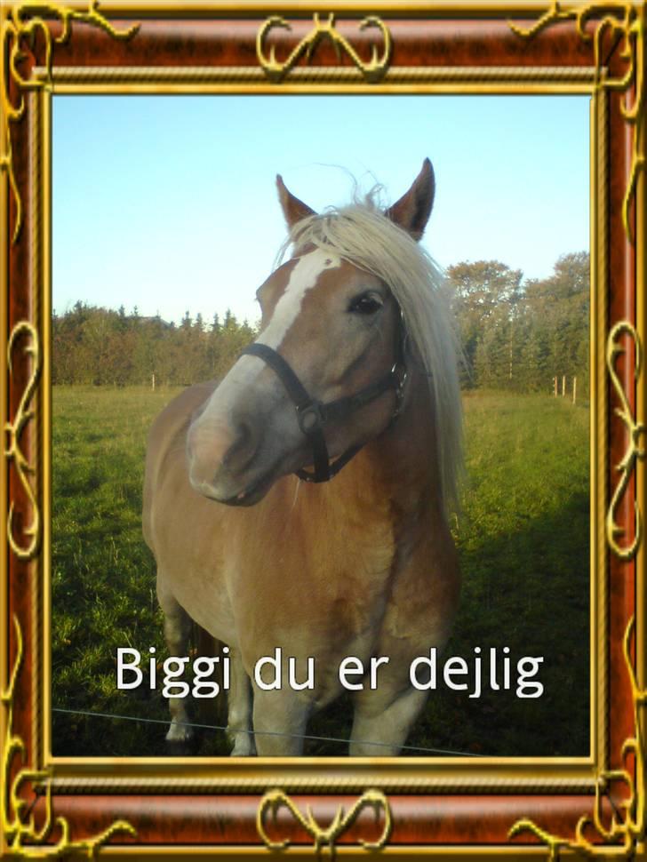 Haflinger Biggi billede 6