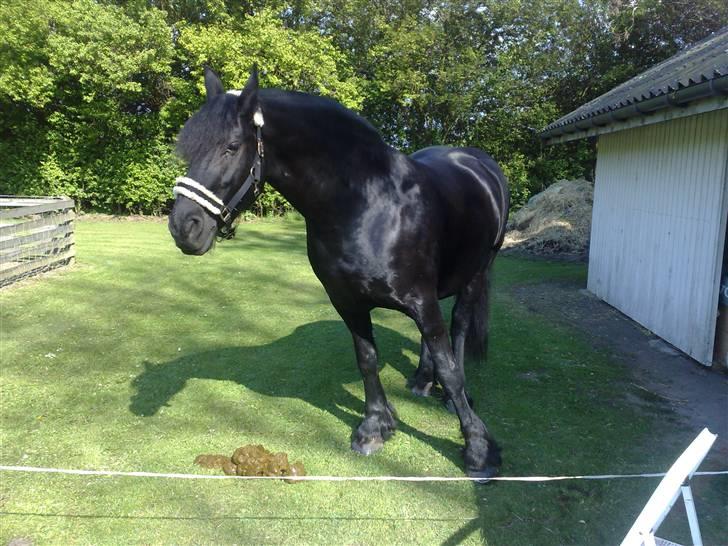 Frieser Tjetske fan de deen billede 16