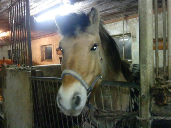 Fjordhest Tulle*Byttet* billede 6