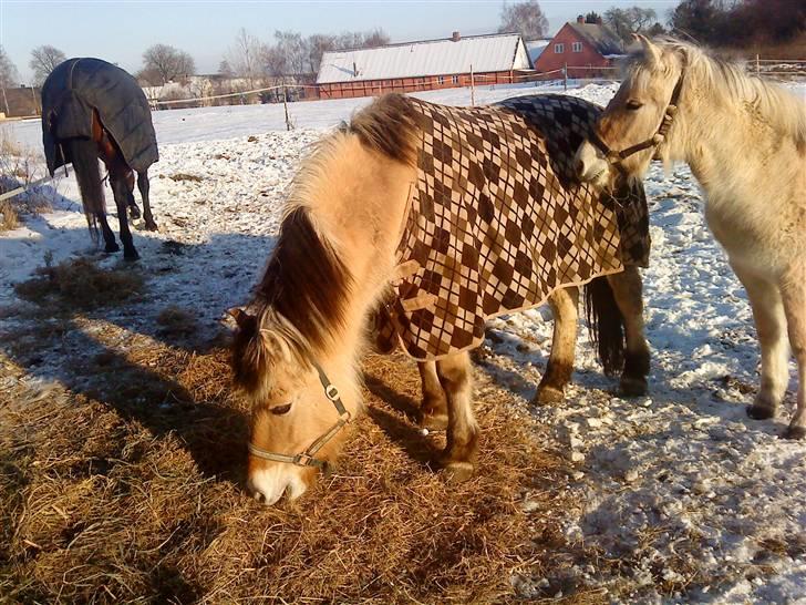 Fjordhest Tulle*Byttet* billede 7