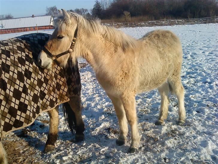 Fjordhest Matica Mousse(Solgt) billede 6