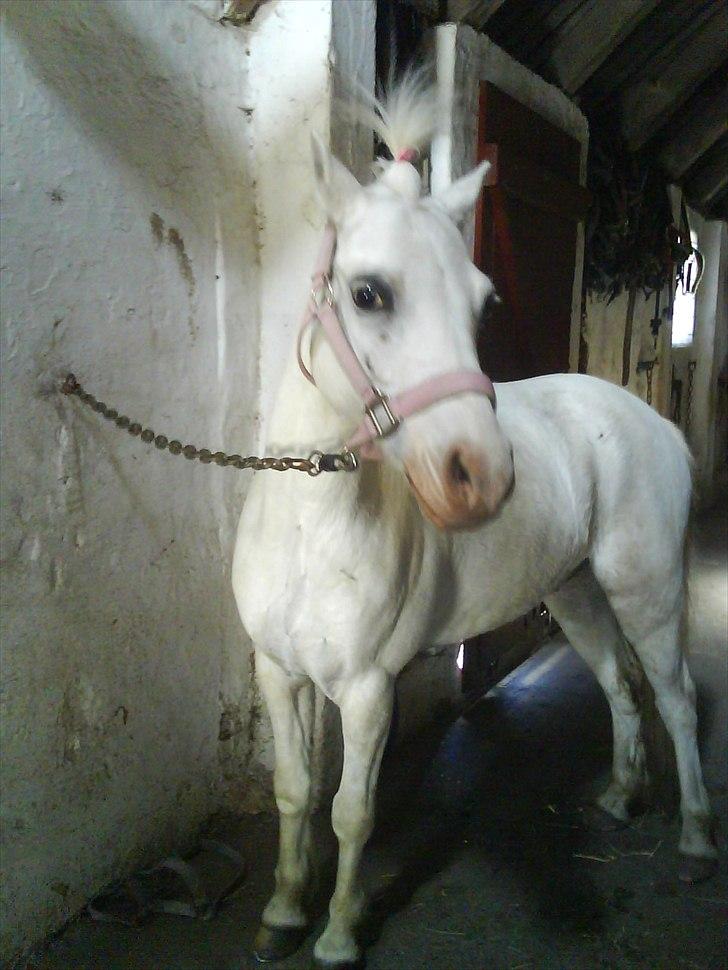 Welsh Mountain (sec A) Rumle billede 3