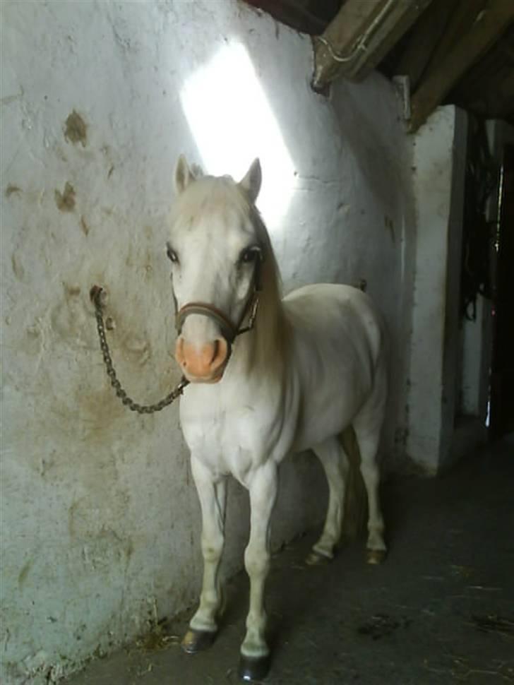 Welsh Mountain (sec A) Rumle billede 5