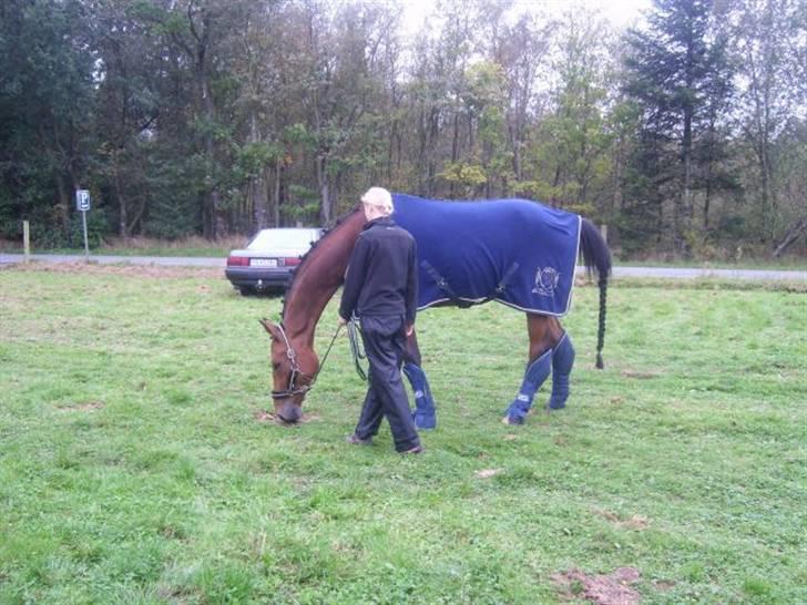 Tysk Oldenburger Lacoste billede 1