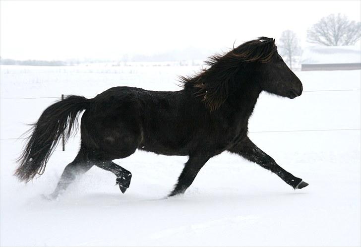 Islænder Samúel fra Tornbjerg - Trav med flot stræk januar 2010 billede 17