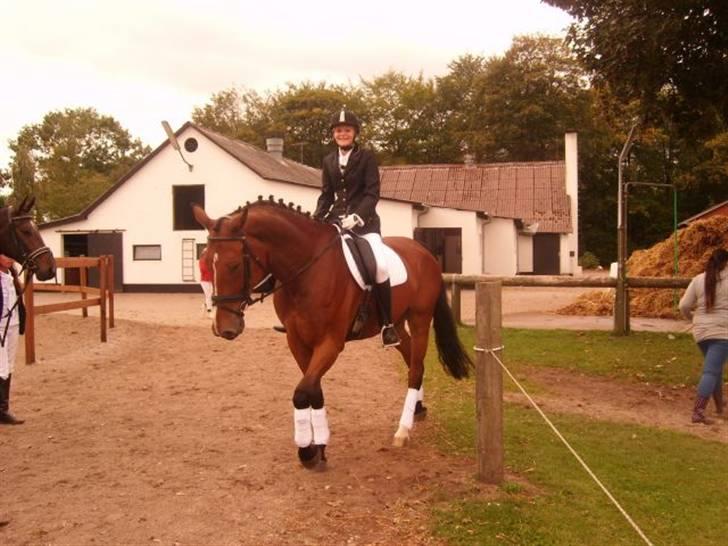 Tysk Oldenburger Lacoste billede 2