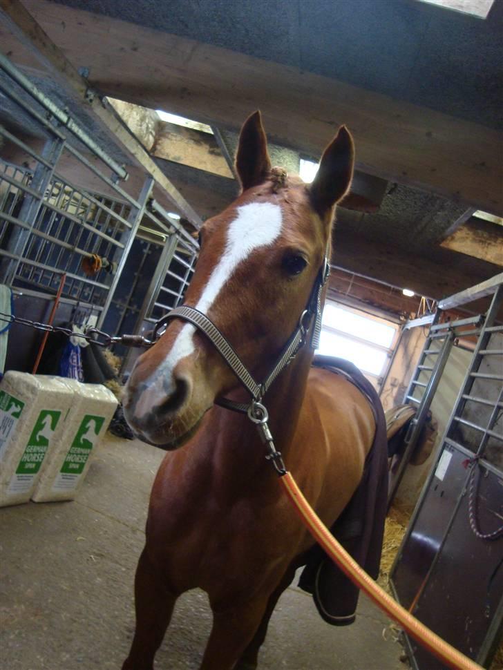 Tysk Sportspony Naren billede 1