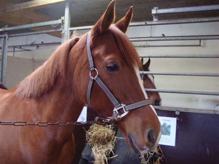 Tysk Sportspony Naren billede 2