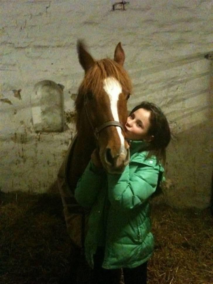 Tysk Sportspony Naren billede 3