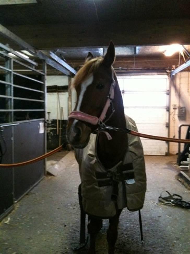 Tysk Sportspony Naren billede 4