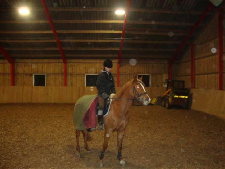 Tysk Sportspony Naren billede 5