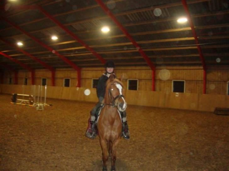 Tysk Sportspony Naren billede 6