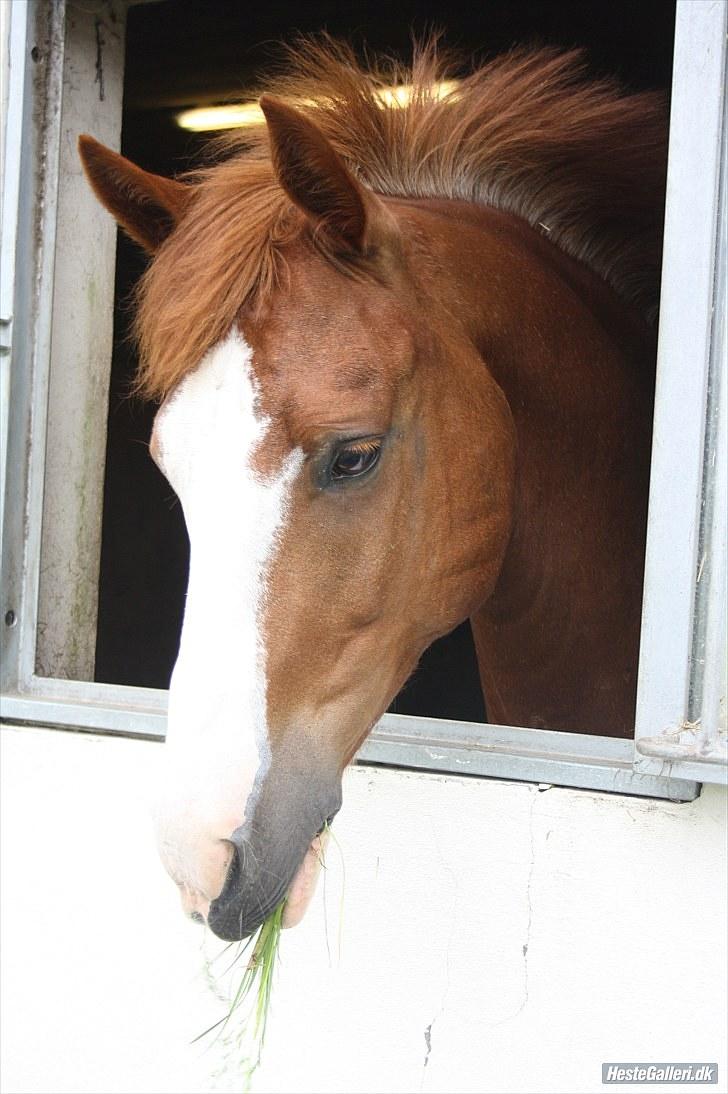 Anden særlig race Cascais O`shar  A-pony  <3 - Cais kigger lige ud af sit vindue :P - Og spiser græs. billede 5