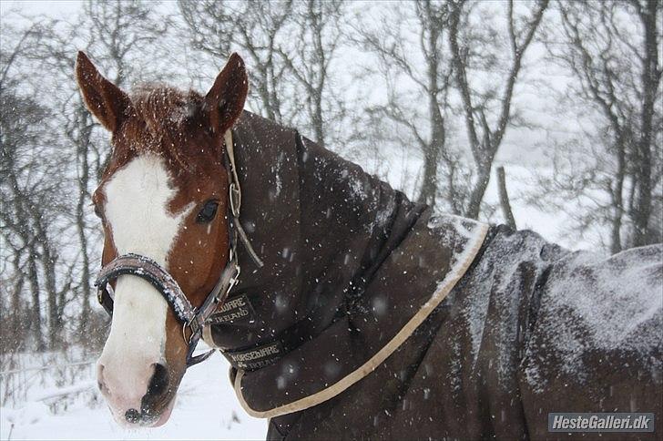Anden særlig race Cascais O`shar  A-pony  <3 - Snowy Powny billede 6