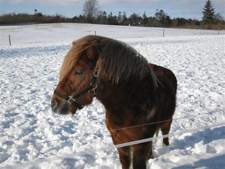 Anden særlig race Pferdinand - Vinteren 2009 billede 13