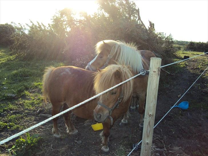 Shetlænder Fiona billede 2