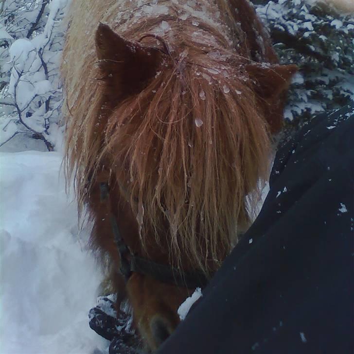 Shetlænder Fiona billede 4