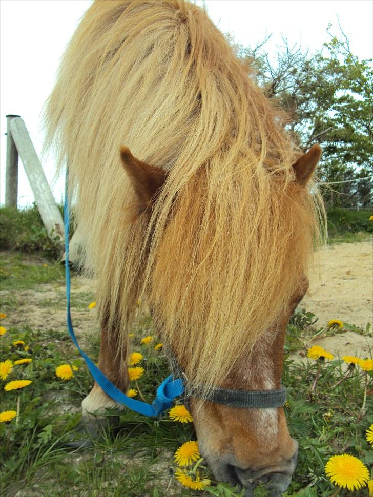 Shetlænder Fiona billede 7