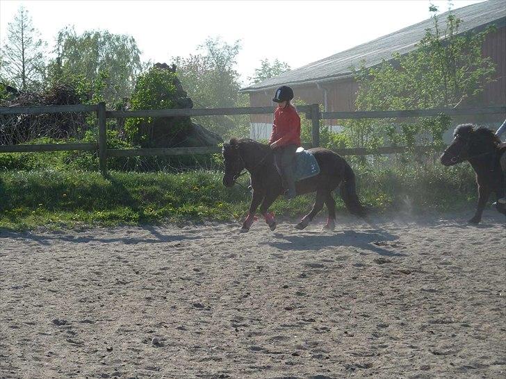 Shetlænder Frederik billede 13
