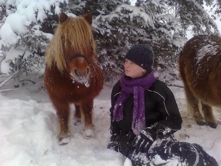 Shetlænder Fiona billede 9