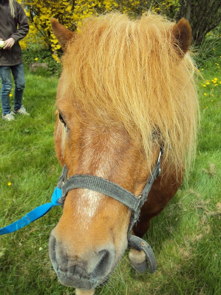 Shetlænder Fiona billede 10