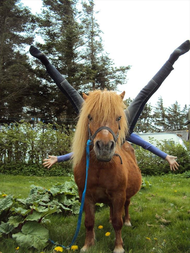 Shetlænder Fiona - rolig, men meget spids! det er svært at blive på ryggen af hende man vipper (men lillesøster mette kunne!) billede 11