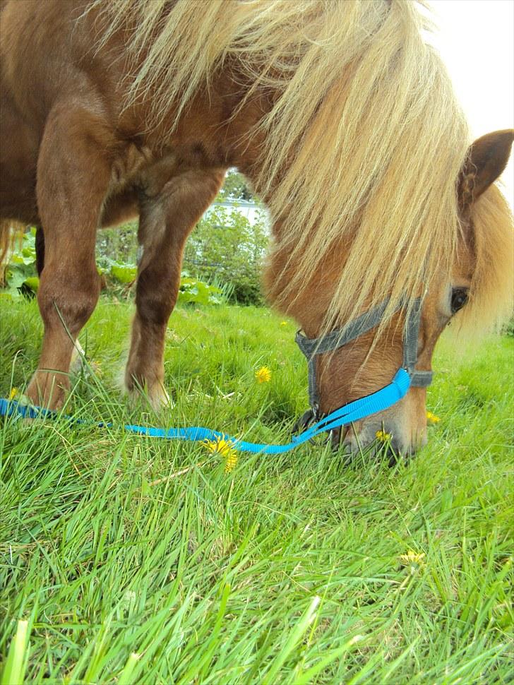 Shetlænder Fiona billede 12