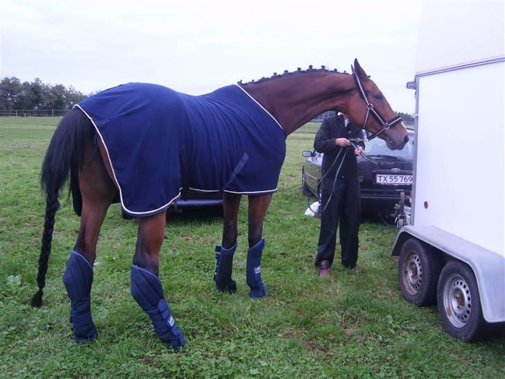 Tysk Oldenburger Lacoste billede 3