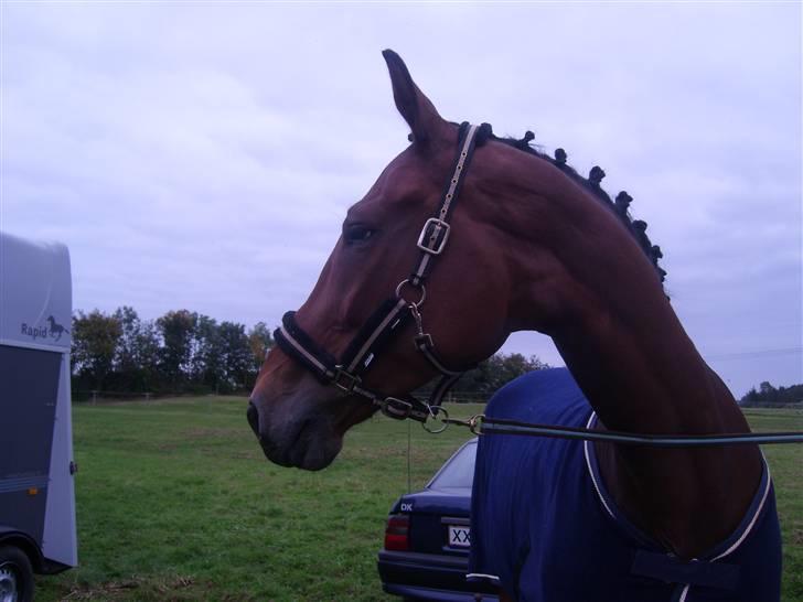 Tysk Oldenburger Lacoste billede 4