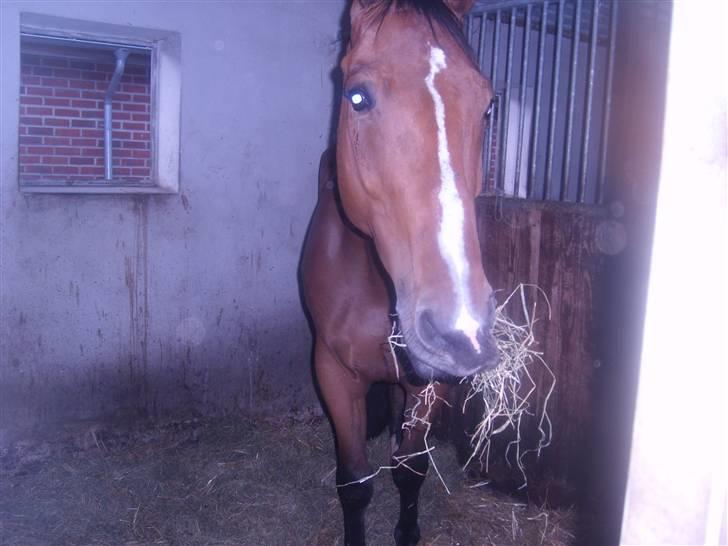 Tysk Oldenburger Lacoste billede 5