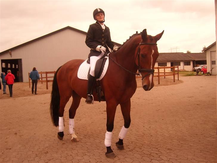 Tysk Oldenburger Lacoste billede 6